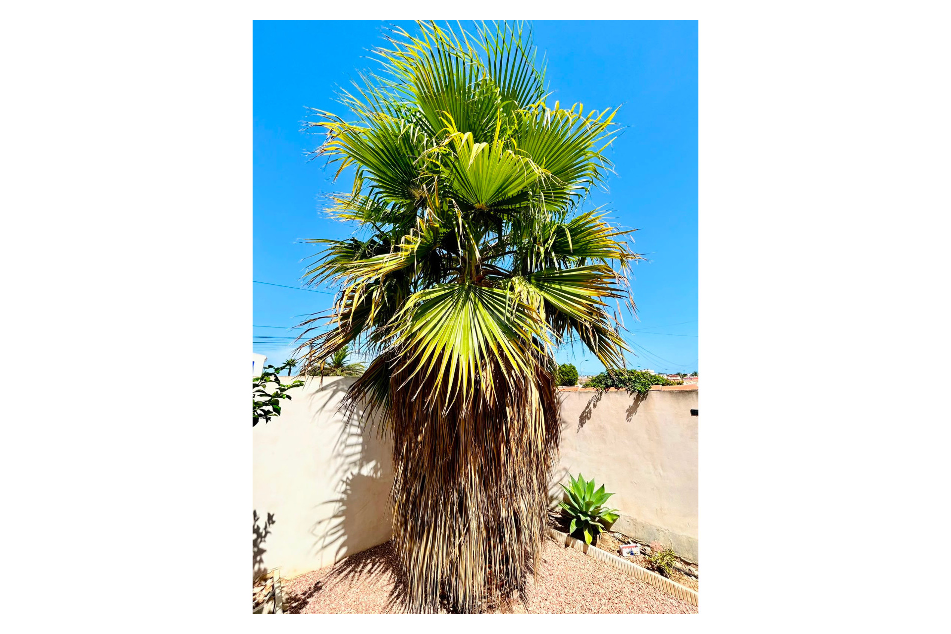 Reventa - Villa - Torrevieja - Costa Blanca