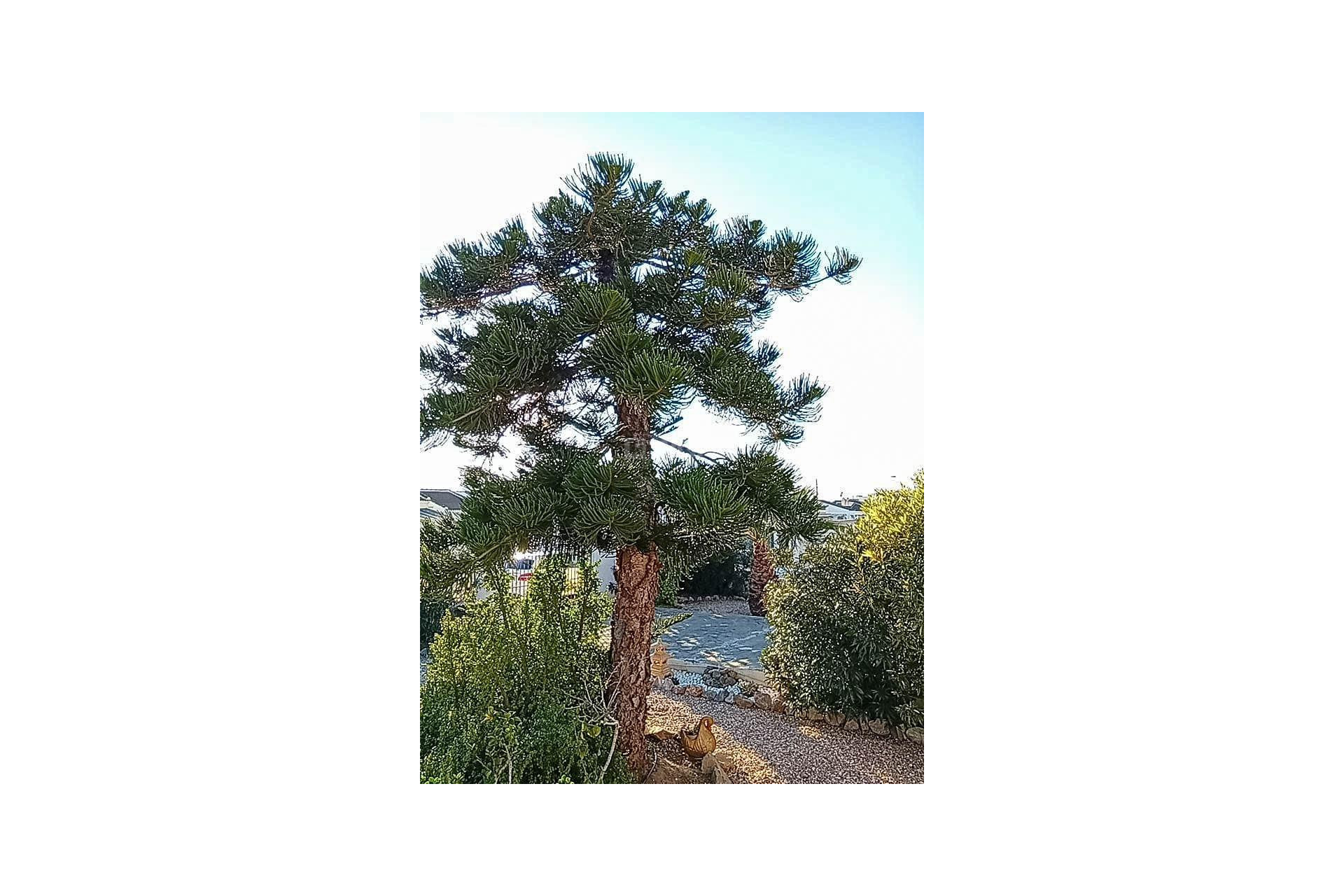 Reventa - Villa - Torrevieja - La Siesta