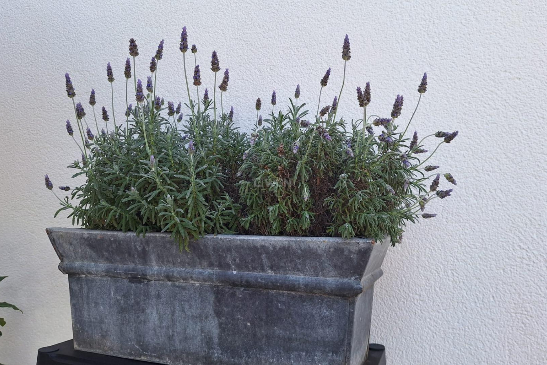 Reventa - Villa - Torrevieja - Los Balcones - Los Altos del Edén