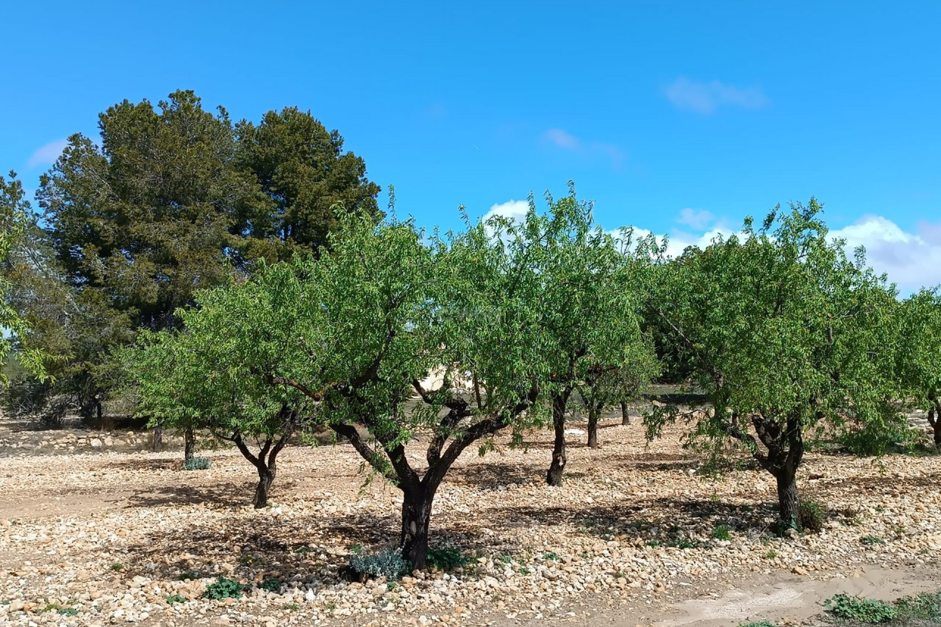 Reventa - Villa - Yecla - Inland