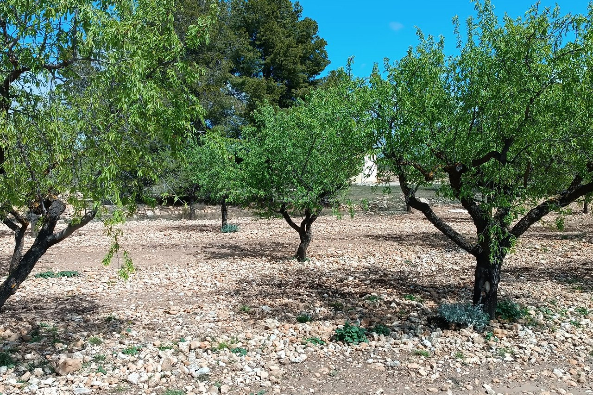 Reventa - Villa - Yecla - Inland