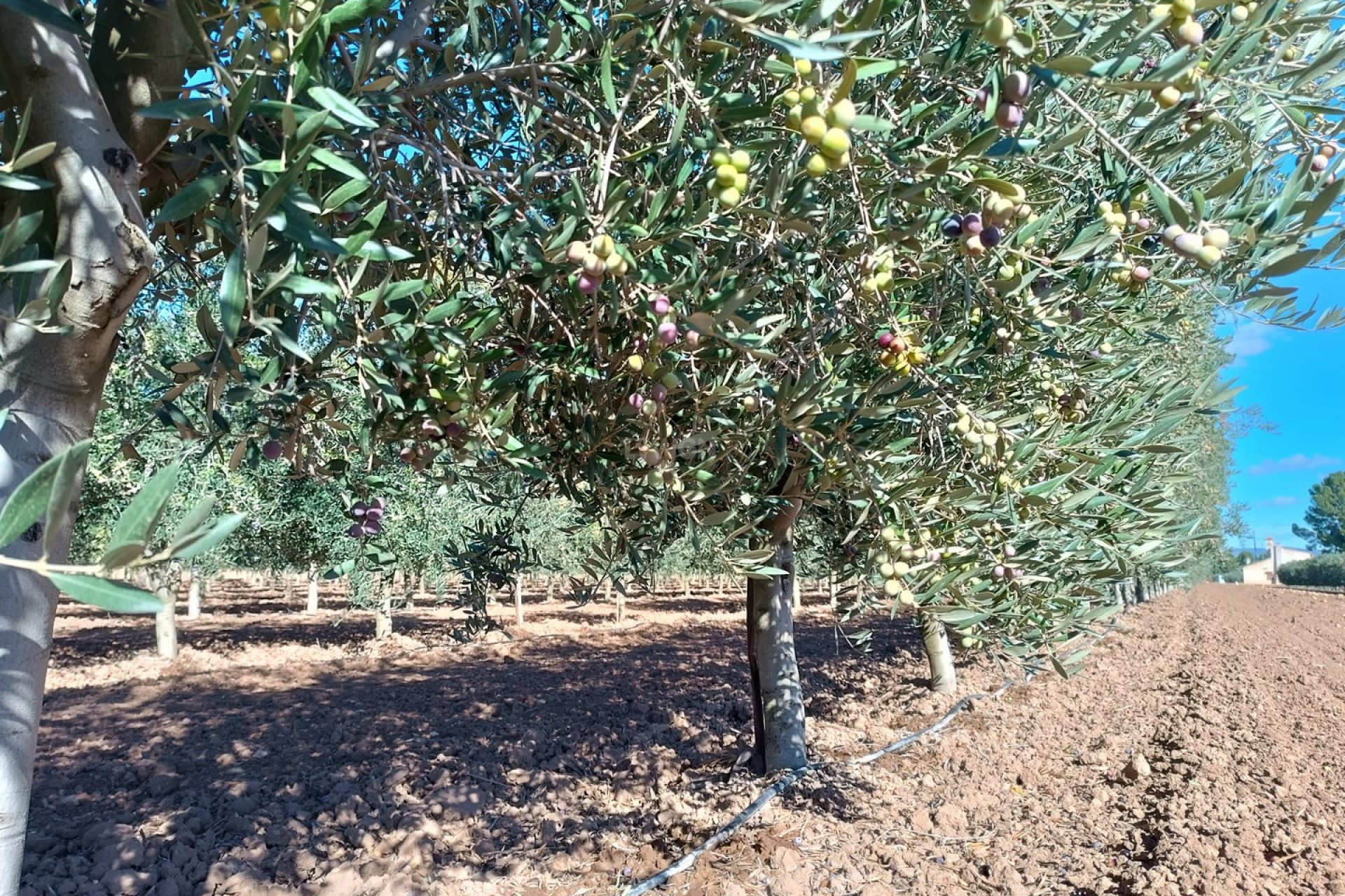 Reventa - Villa - Yecla - Inland