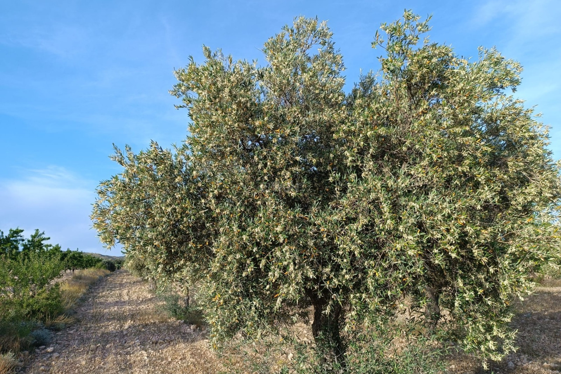 Reventa - Villa - Yecla - Inland