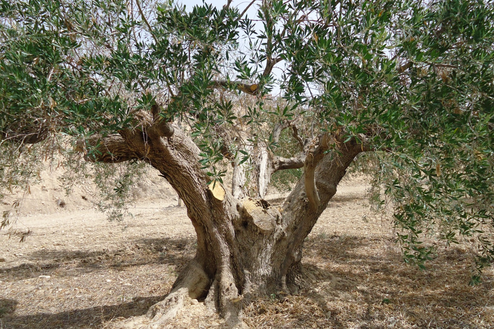 Wiederverkauf - Grundstück / Grundstück - Abanilla - Inland