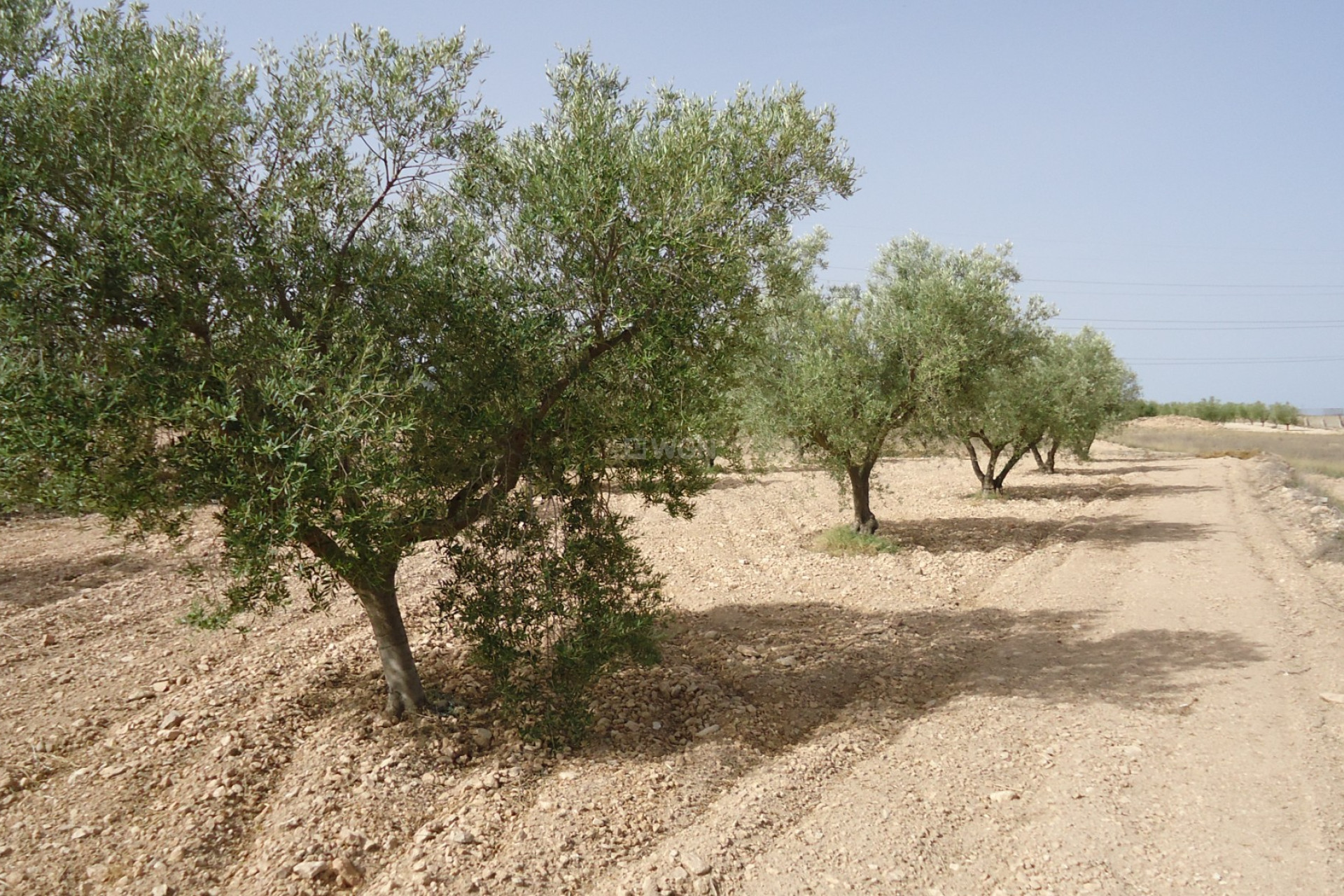 Wiederverkauf - Grundstück / Grundstück - Canada del Trigo - Inland