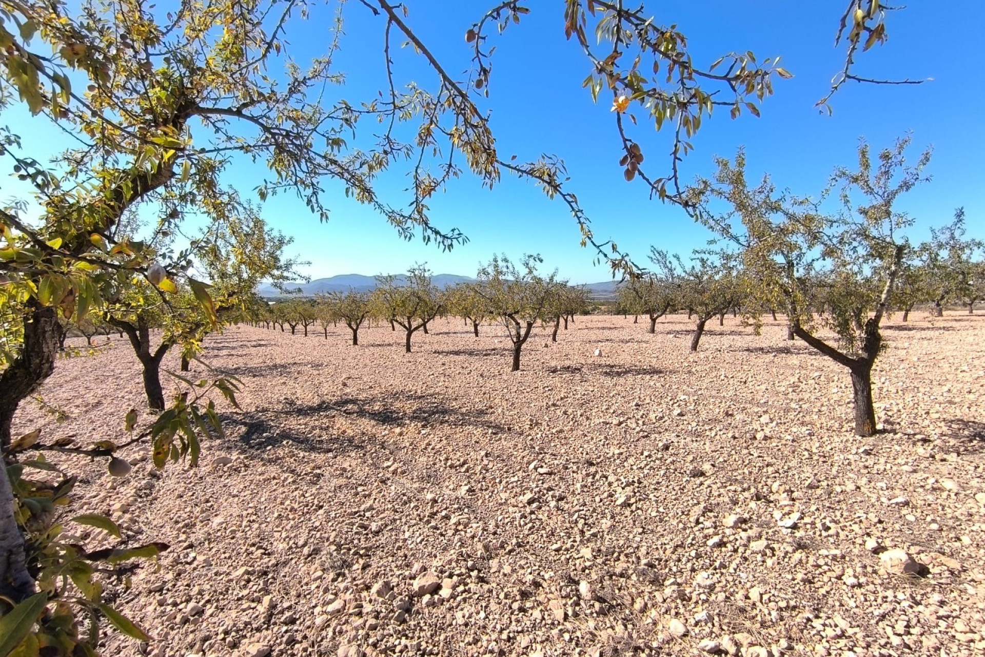 Wiederverkauf - Grundstück / Grundstück - Monóvar/Monóver - Inland