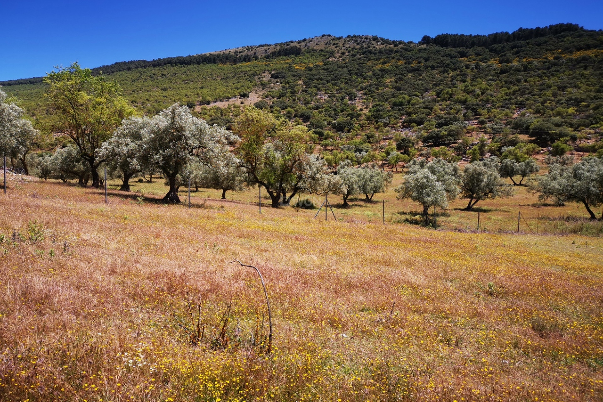 Wiederverkauf - Grundstück / Grundstück - Periana - Inland