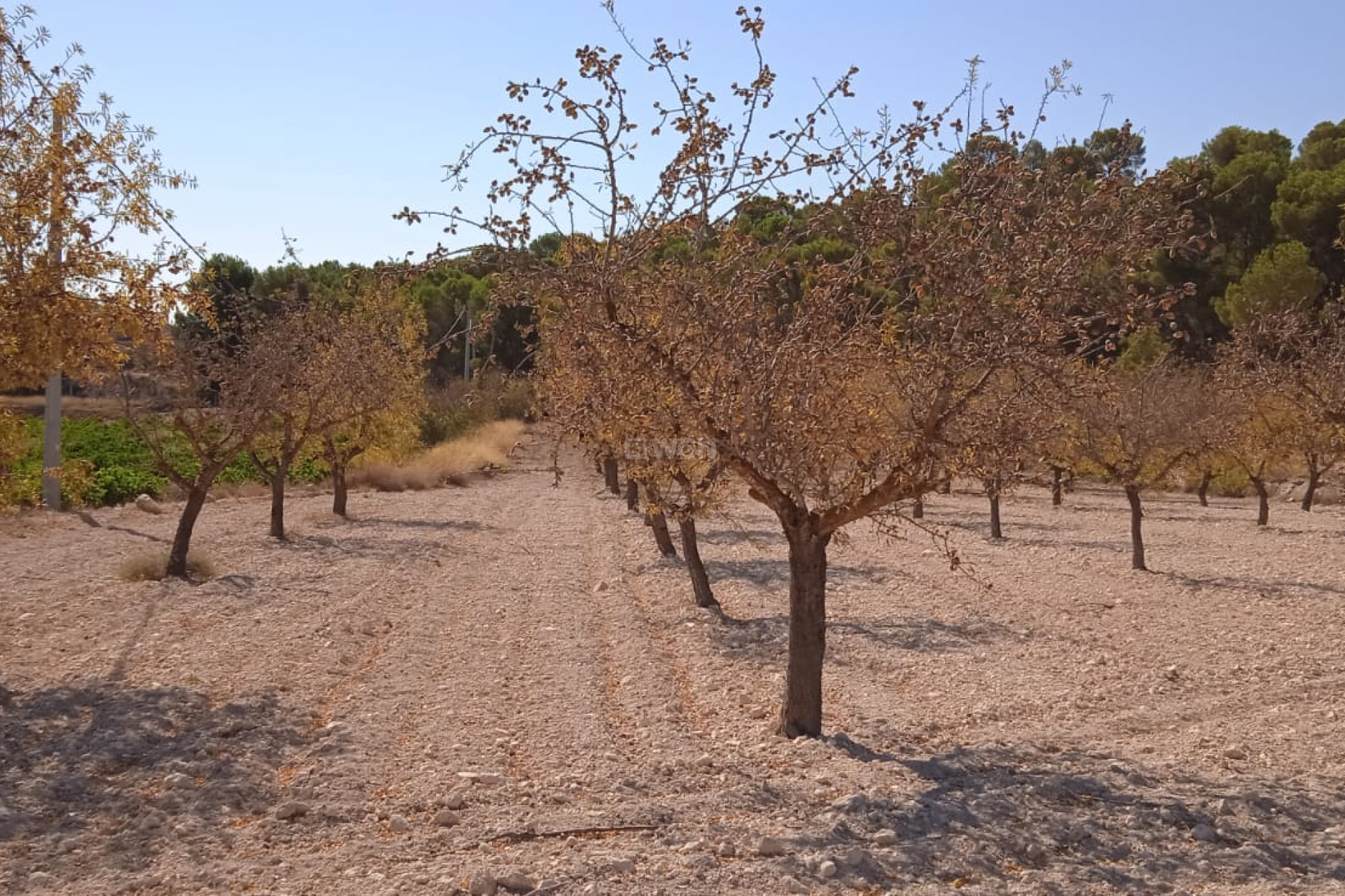 Wiederverkauf - Grundstück / Grundstück - Pinoso - Inland