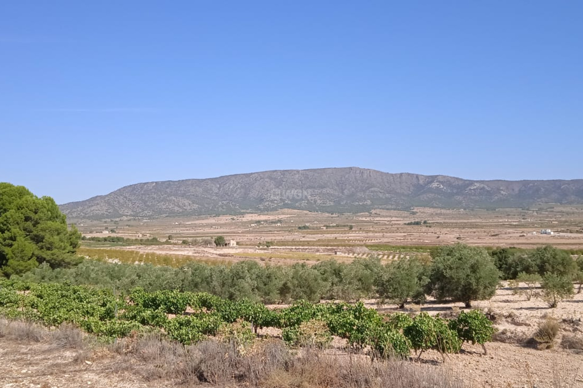 Wiederverkauf - Grundstück / Grundstück - Pinoso - Inland