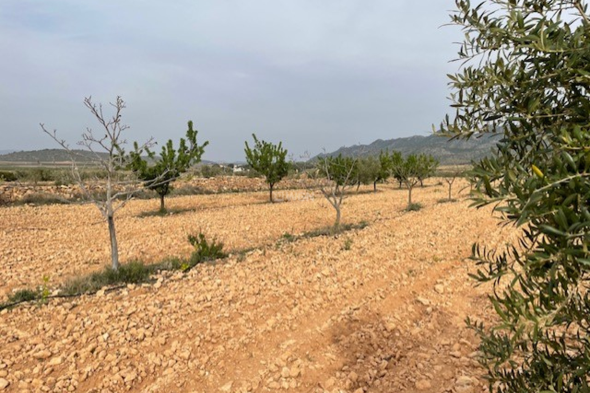 Wiederverkauf - Grundstück / Grundstück - Yecla - Inland