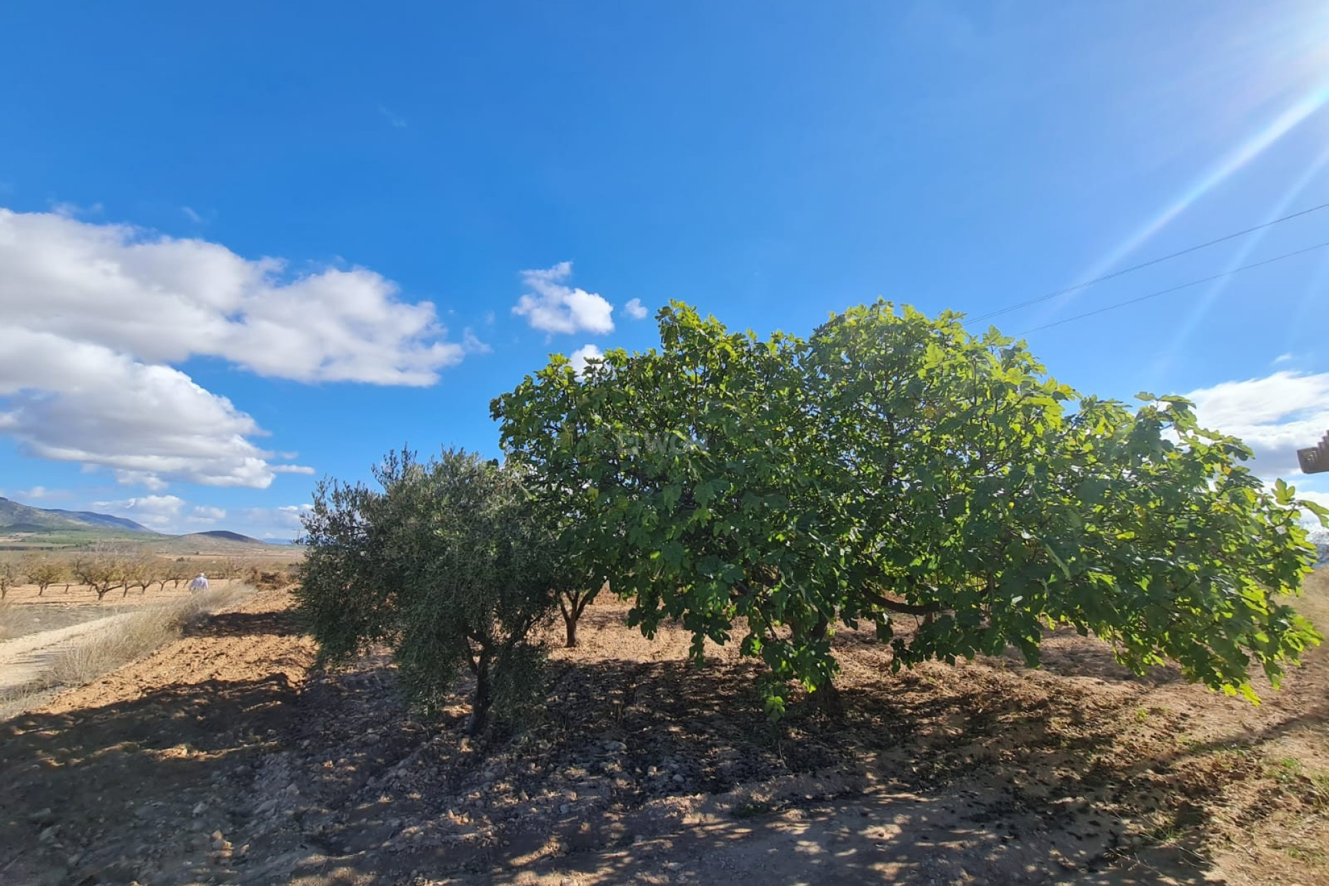 Wiederverkauf - Grundstück / Grundstück - Yecla - Inland