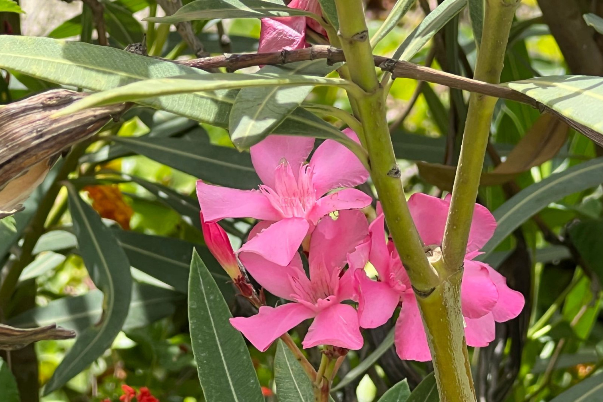 Wiederverkauf - Villa - Almogía - Inland