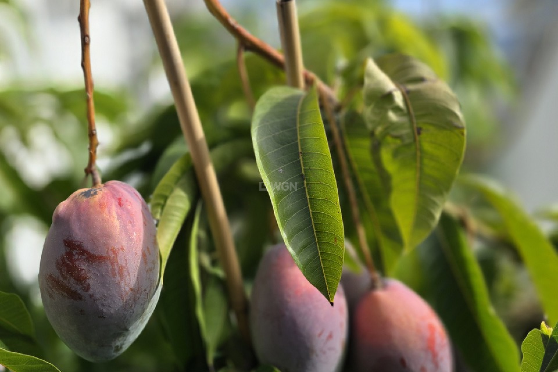 Wiederverkauf - Villa - Los Romanes - Inland