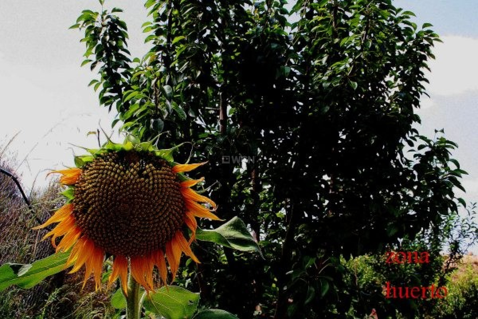 Wiederverkauf - Villa - Murcia - Inland