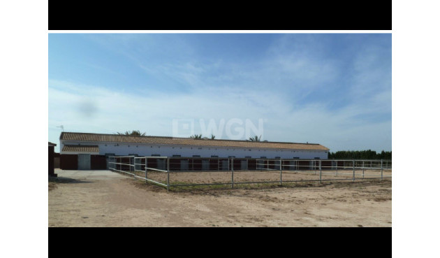 Resale - Land - San Miguel de Salinas - Inland