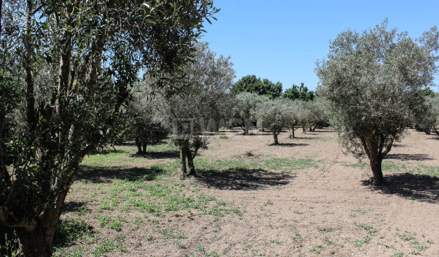 Odsprzedaż - Finca - Almoradí - Inland