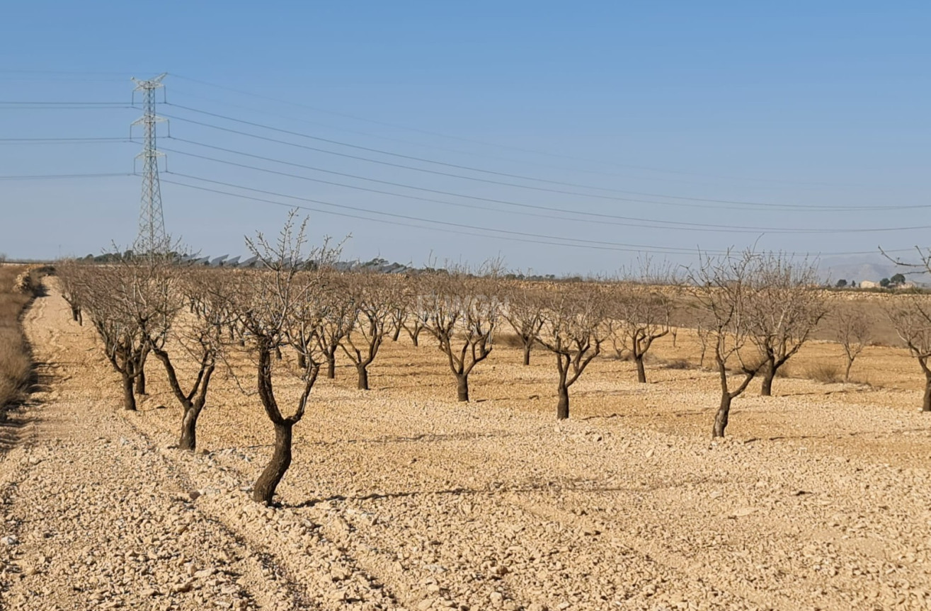 Odsprzedaż - Land - Jumilla - Inland