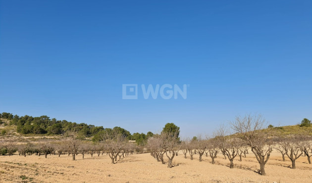 Odsprzedaż - Land - Jumilla - Inland