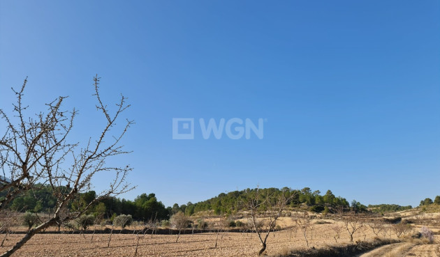 Odsprzedaż - Land - Jumilla - Inland