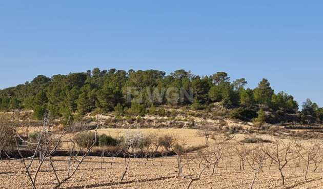 Odsprzedaż - Land - Jumilla - Inland