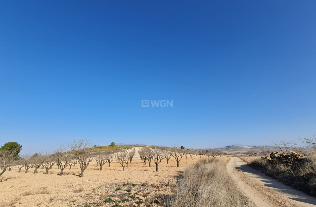 Odsprzedaż - Land - Jumilla - Inland