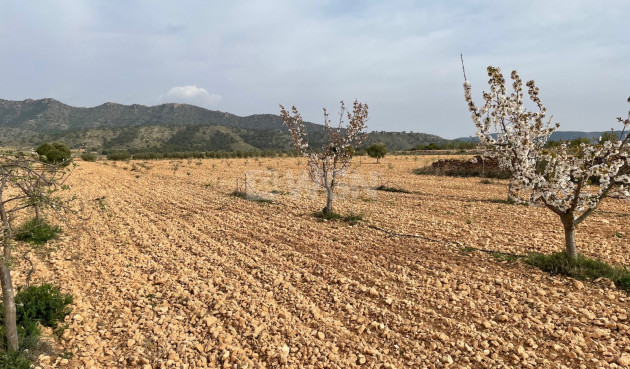 Reventa - Land - Yecla - Inland