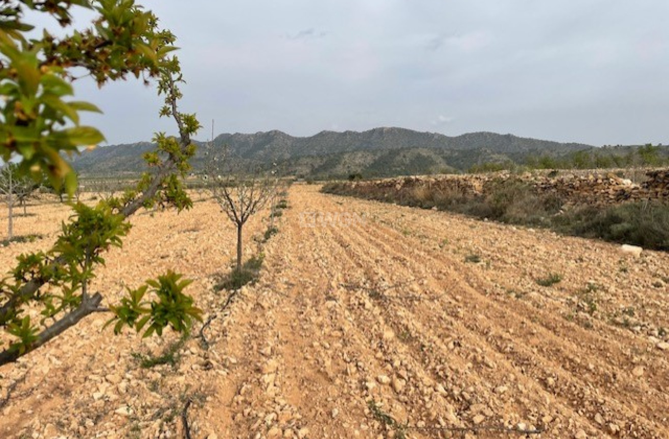 Reventa - Land - Yecla - Inland