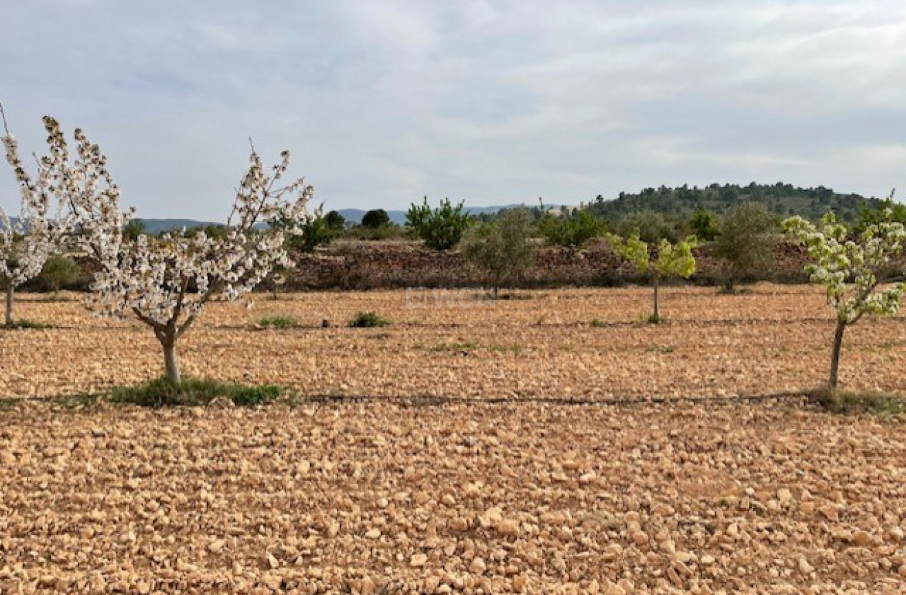 Reventa - Land - Yecla - Inland