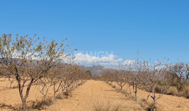 Reventa - Land - Yecla - Inland