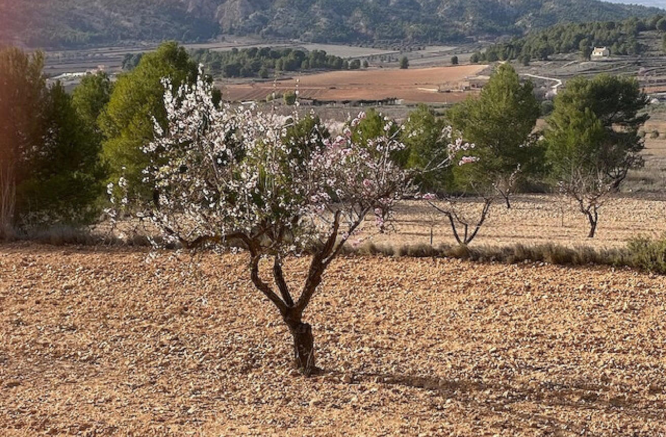 Reventa - Land - Pinoso - Inland