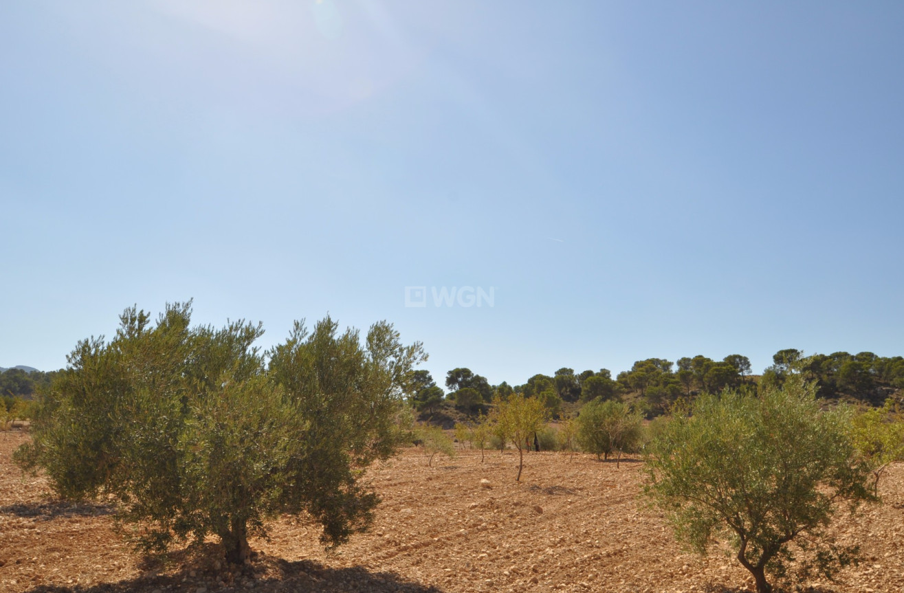 Resale - Land - Torre Del Rico - Inland