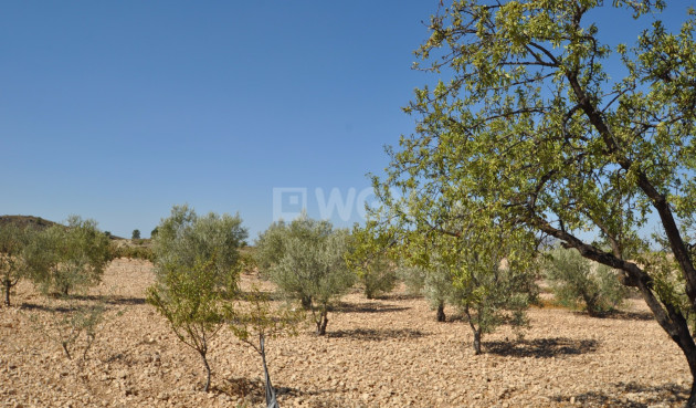 Resale - Land - Torre Del Rico - Inland