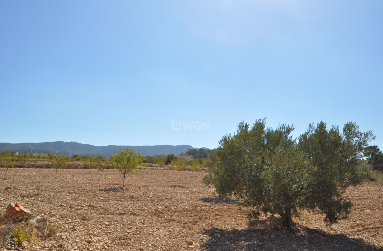 Reventa - Land - Torre Del Rico - Inland