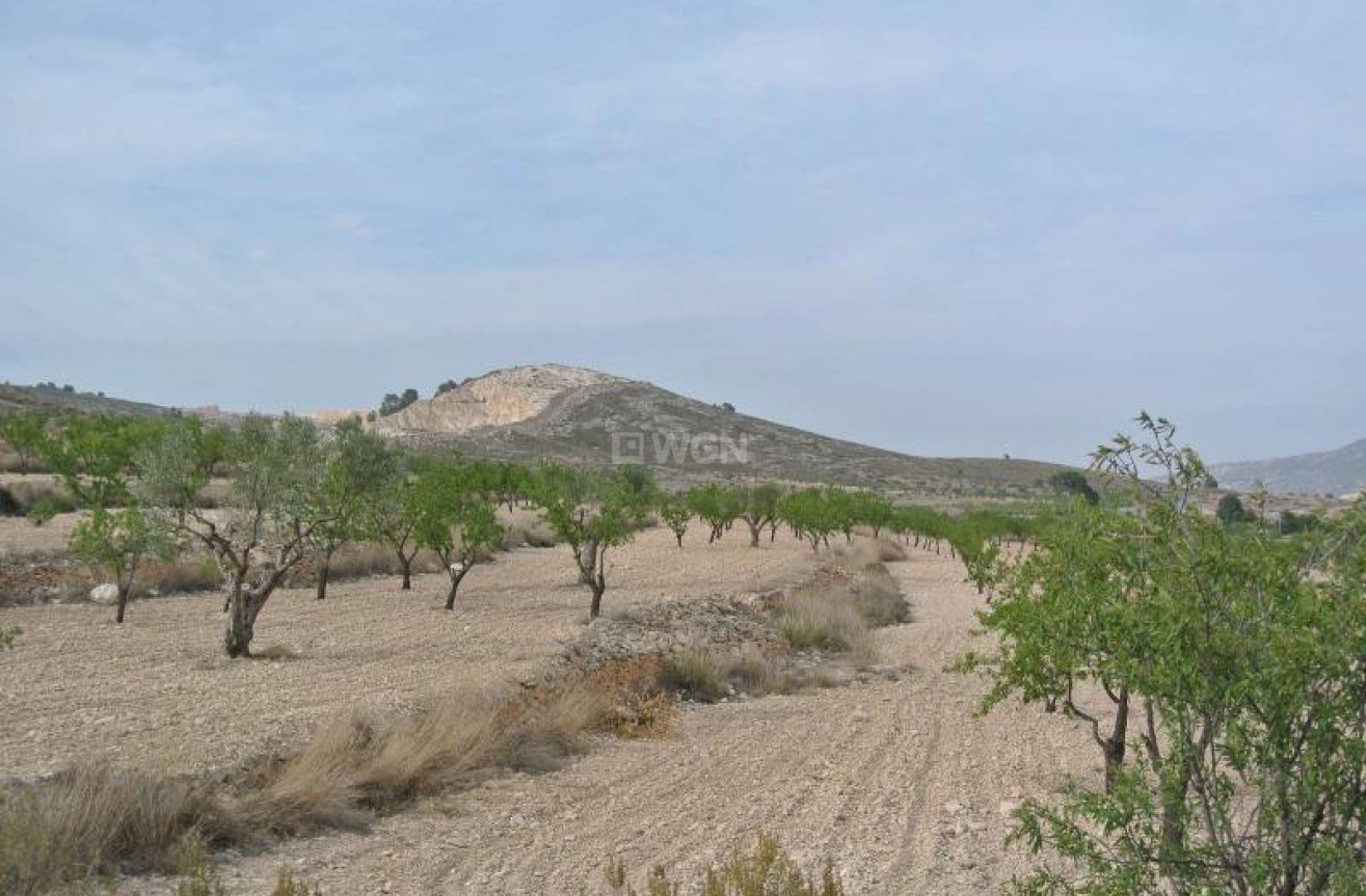 Odsprzedaż - Land - Jumilla - Inland