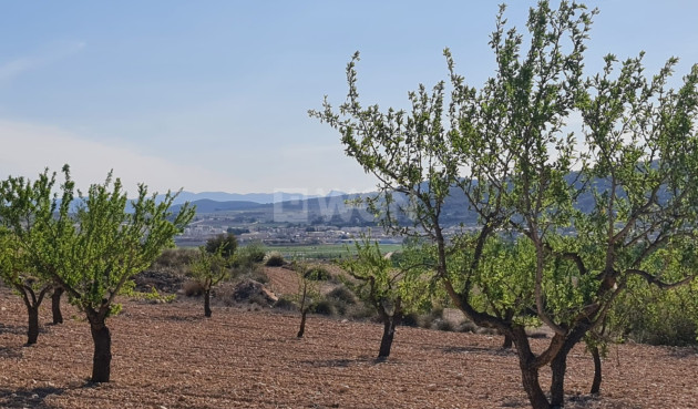 Odsprzedaż - Land - Pinoso - Inland