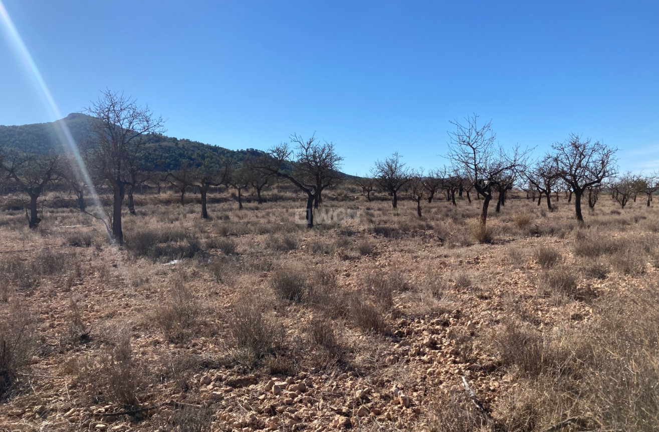 Resale - Land - Hondón de las Nieves - Inland