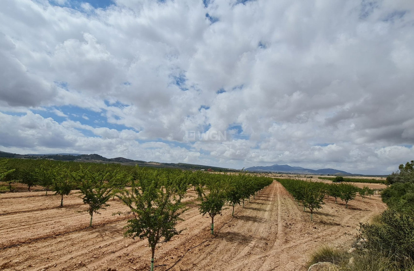 Reventa - Land - Pinoso - Inland