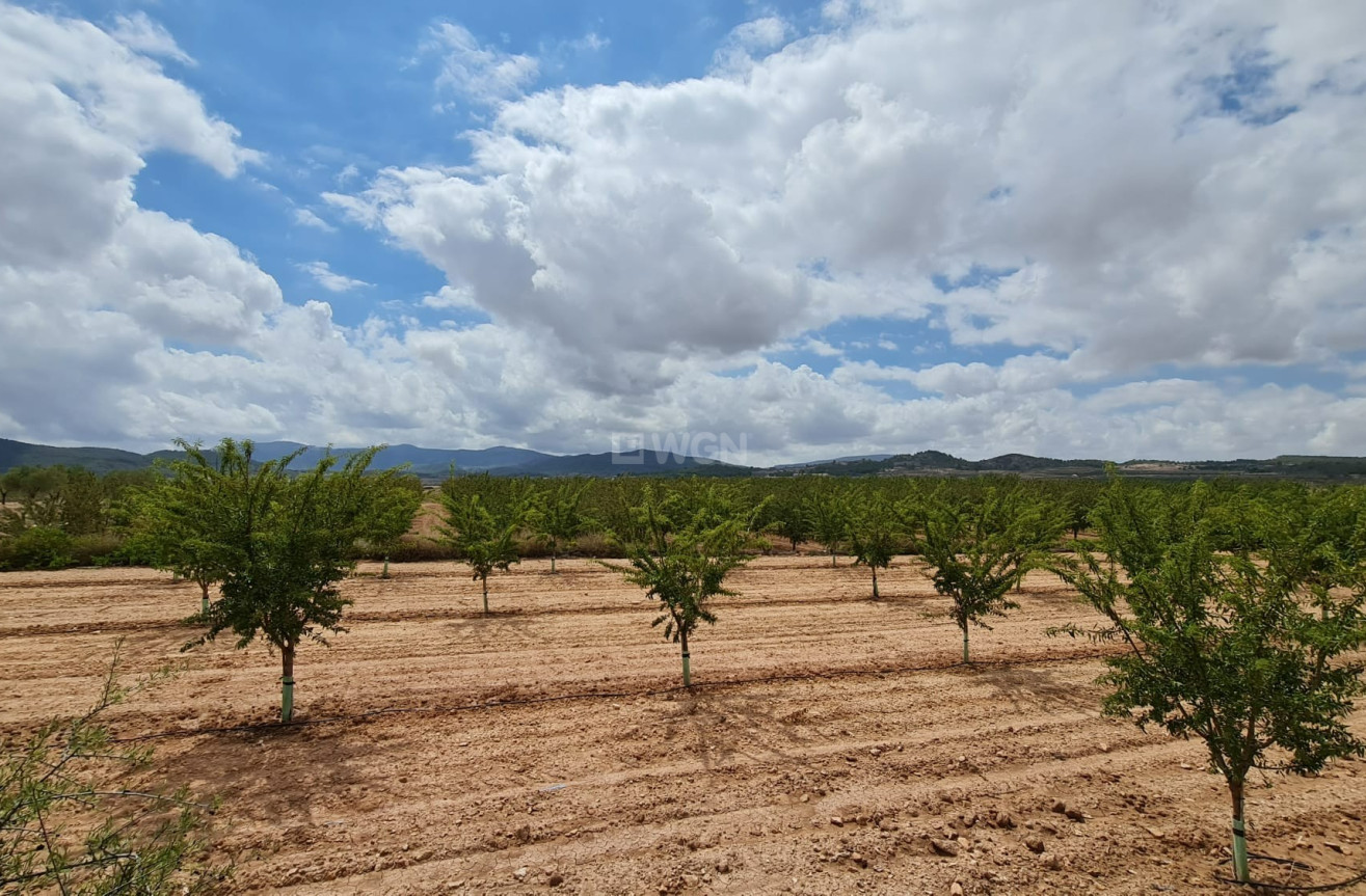 Reventa - Land - Pinoso - Inland