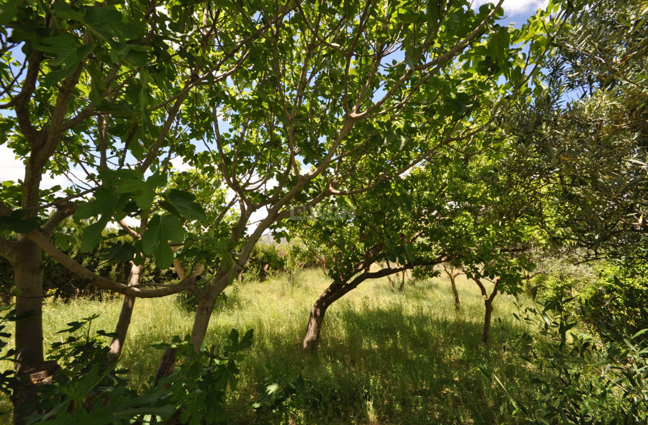 Reventa - Adosado - Pinoso - Inland