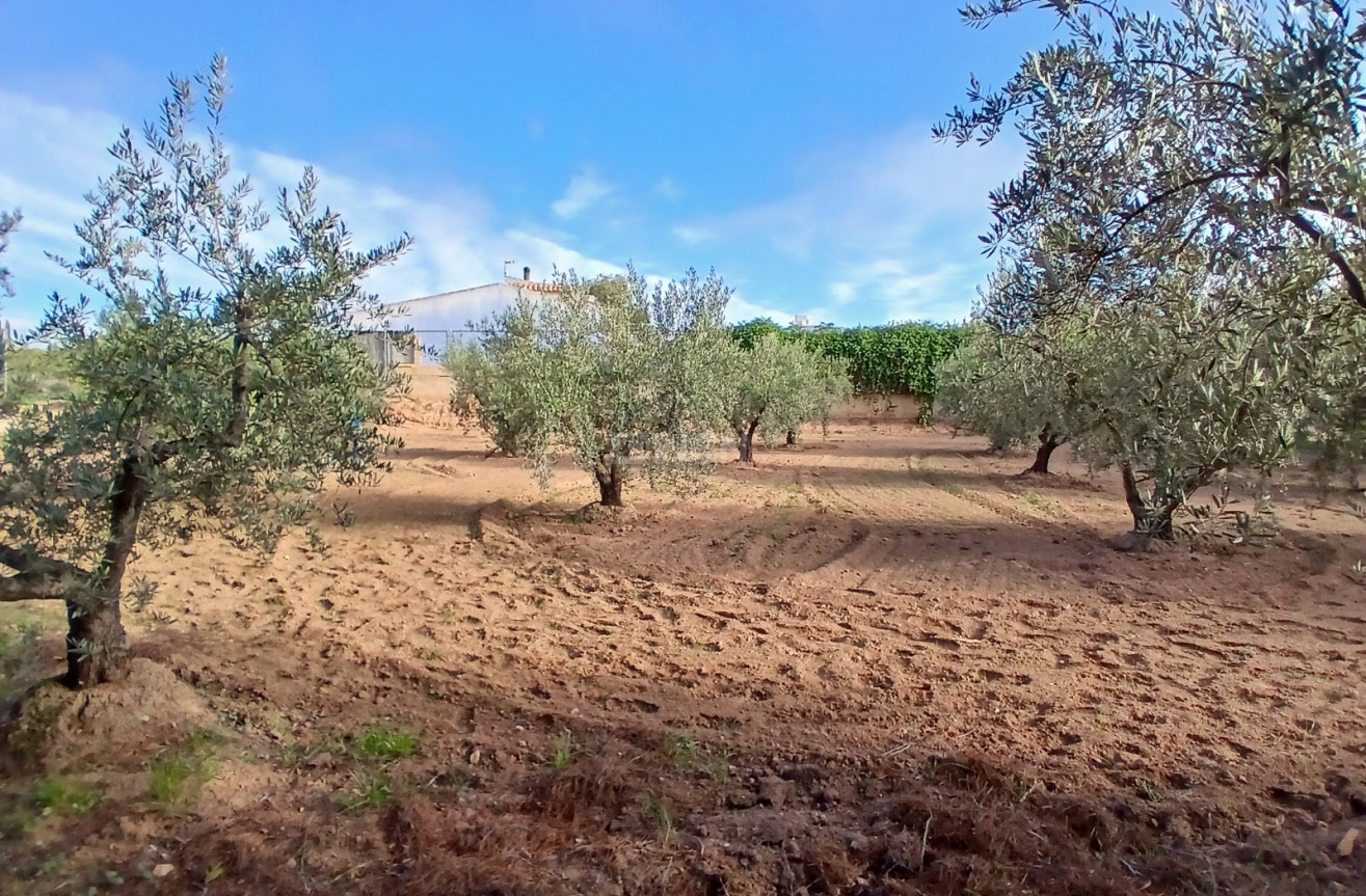 Resale - Country House - Jumilla - Inland