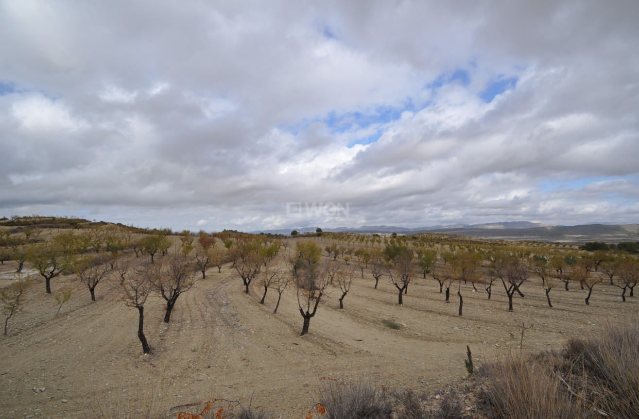 Reventa - Land - La Zarza - Inland