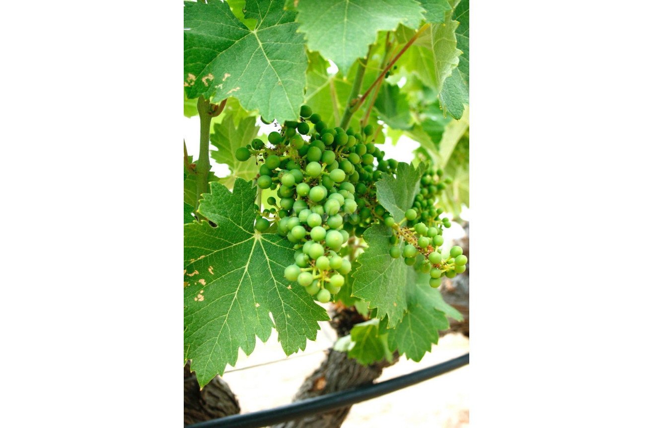 Nowy budynek - Villa - Yecla