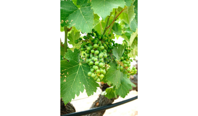 Nowy budynek - Villa - Yecla