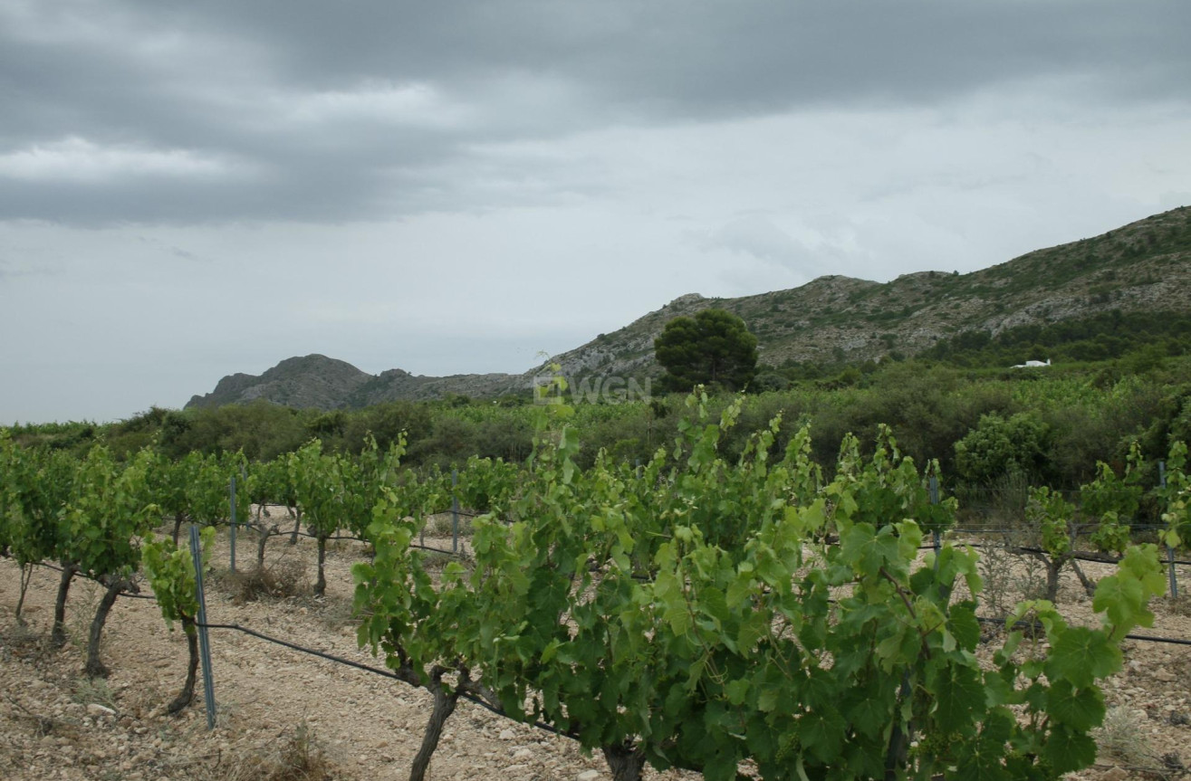 Nowy budynek - Villa - Yecla