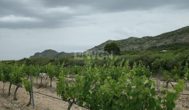 Nowy budynek - Villa - Yecla