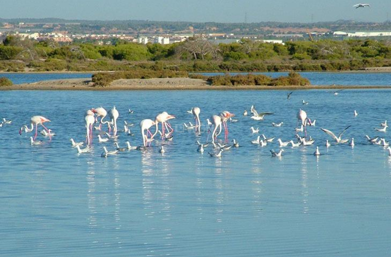 Nowy budynek - Villa - San Pedro del Pinatar - Pueblo