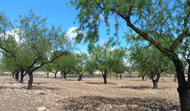 Wiederverkauf - Grundstück / Grundstück - Yecla - Inland