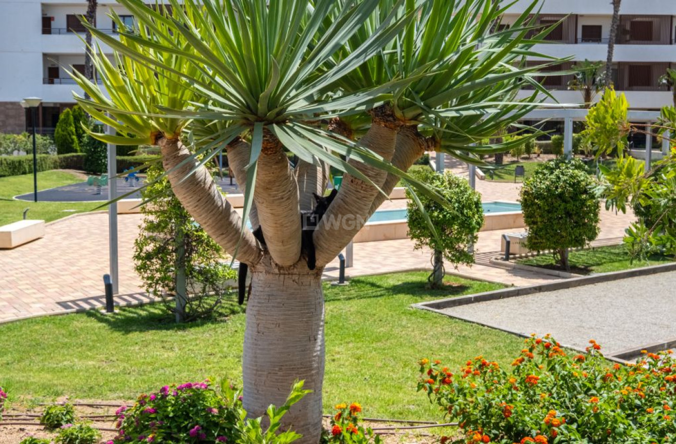 Wiederverkauf - Wohnung - Orihuela Costa - Costa Blanca