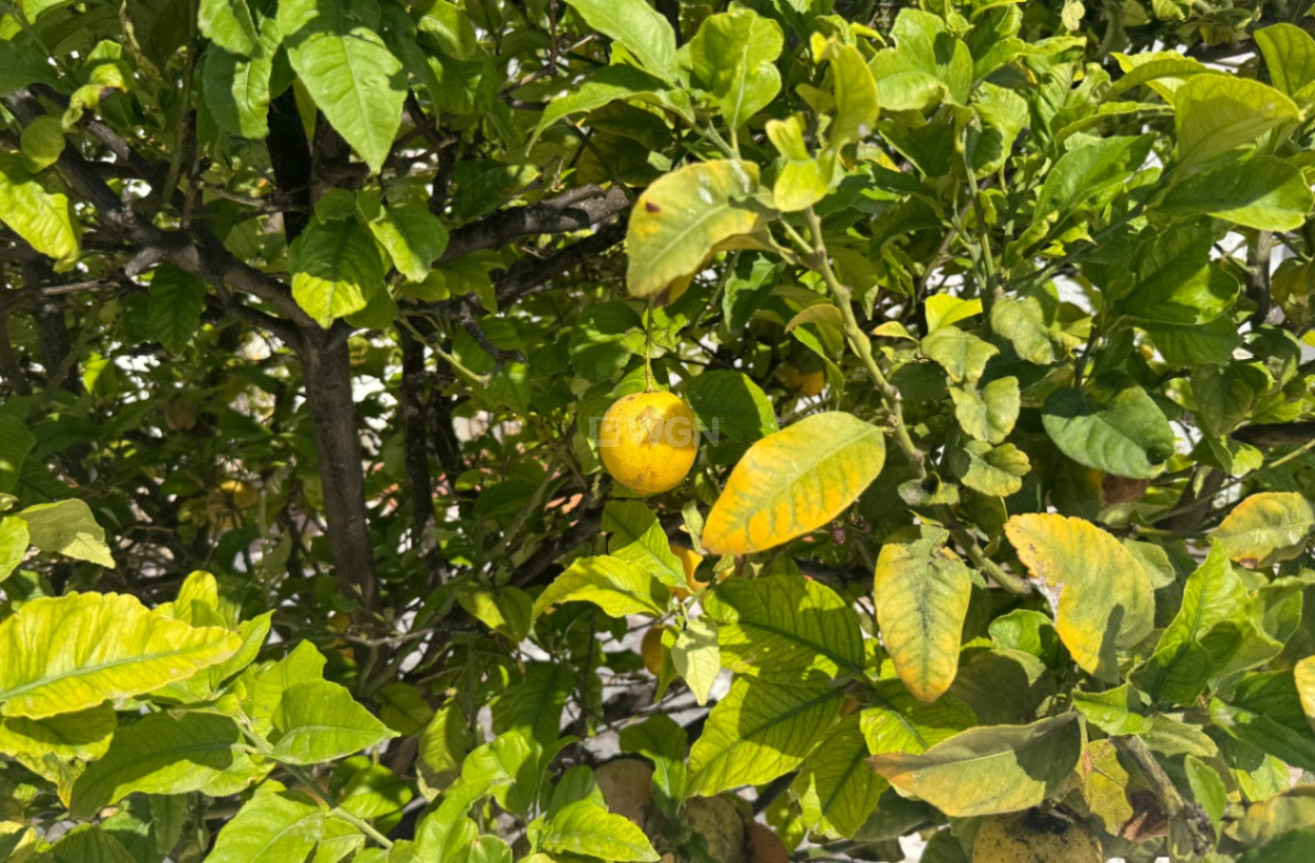 Wiederverkauf - Property - Torrevieja - Costa Blanca