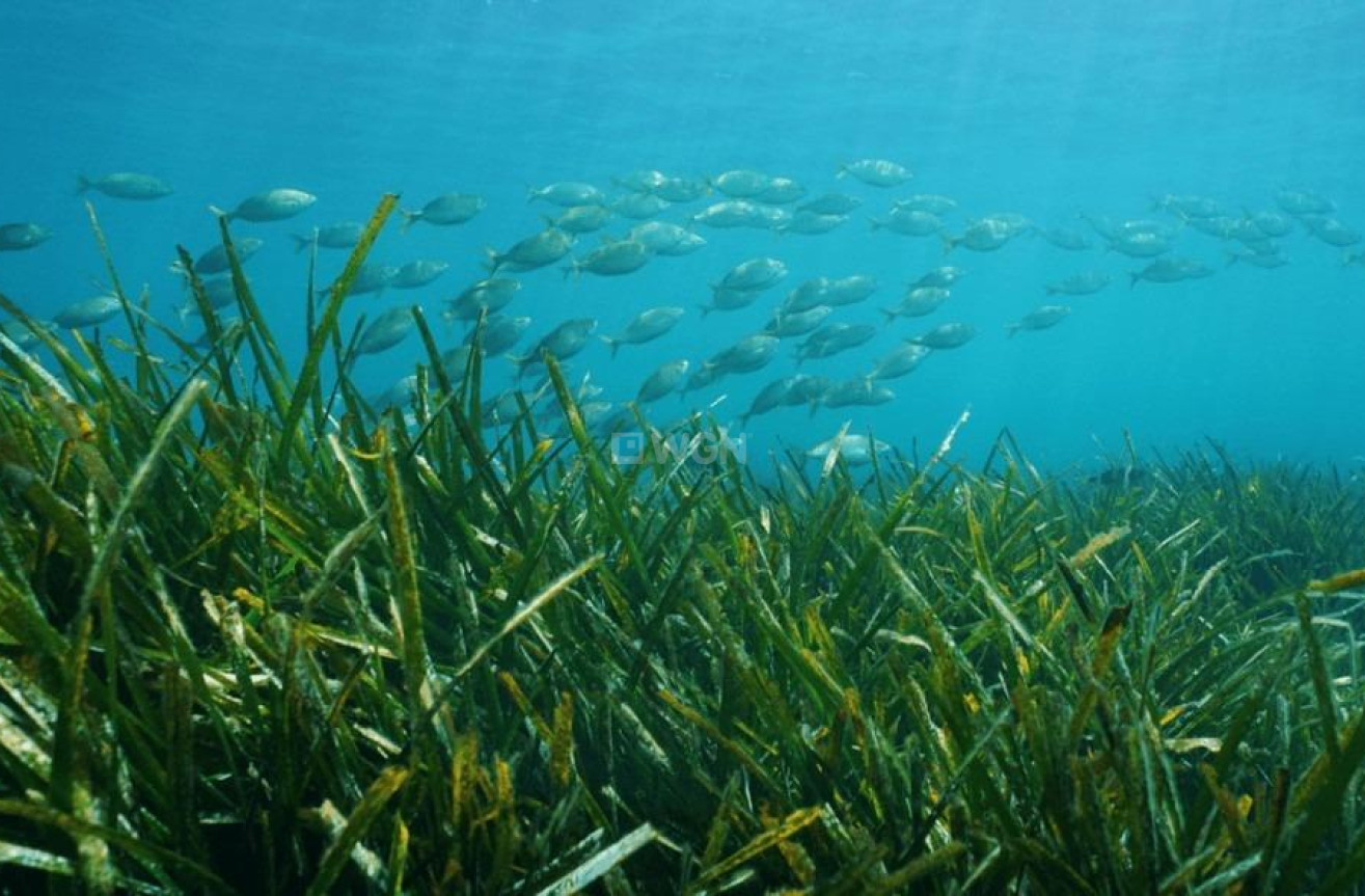 Nowy budynek - Villa - Benissa - Racó Del Galeno